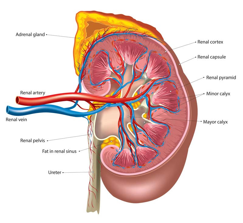 Kidney Cancer in Men vs. Women: Symptoms and Risks